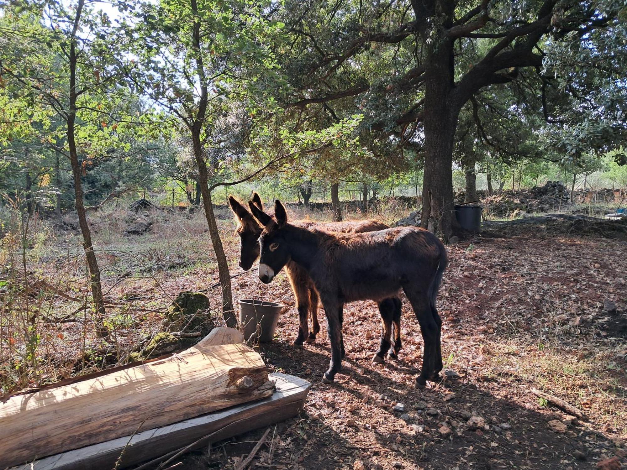 Willa Casa Etna Bronte Zewnętrze zdjęcie